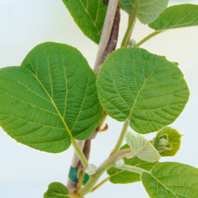 Kiwi Plant Solissimo (self-fertile) - Actinidia chinensis (Foliage)