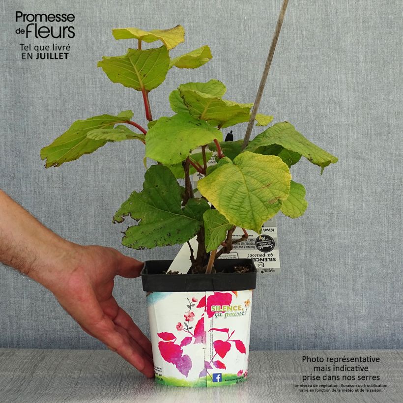 Kiwi Plant Solissimo (self-fertile) - Actinidia chinensis 1L/1.5L pot sample as delivered in summer