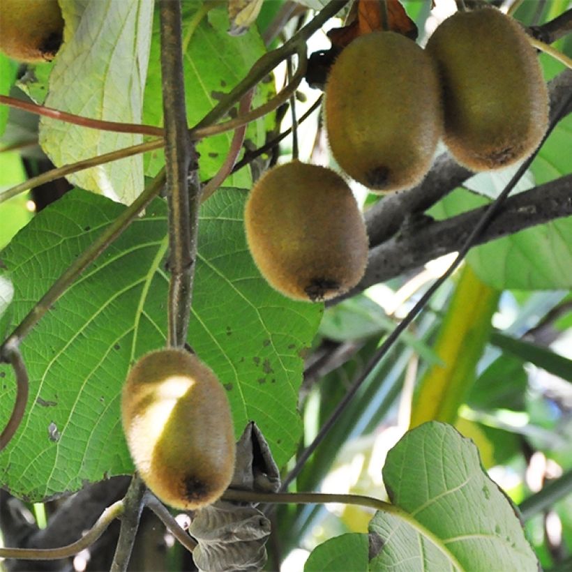 Organic Kiwi Plant Tomuri (male) - Actinidia deliciosa (Harvest)