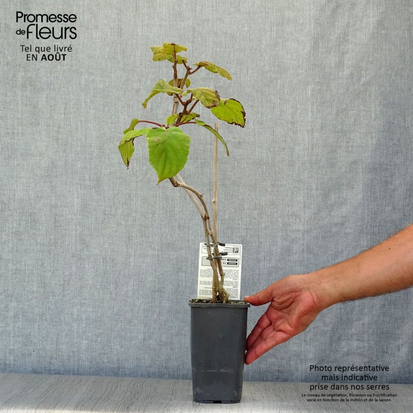 Organic Kiwi Plant Tomuri (male) - Actinidia deliciosa 1.5L/2L pot sample as delivered in summer