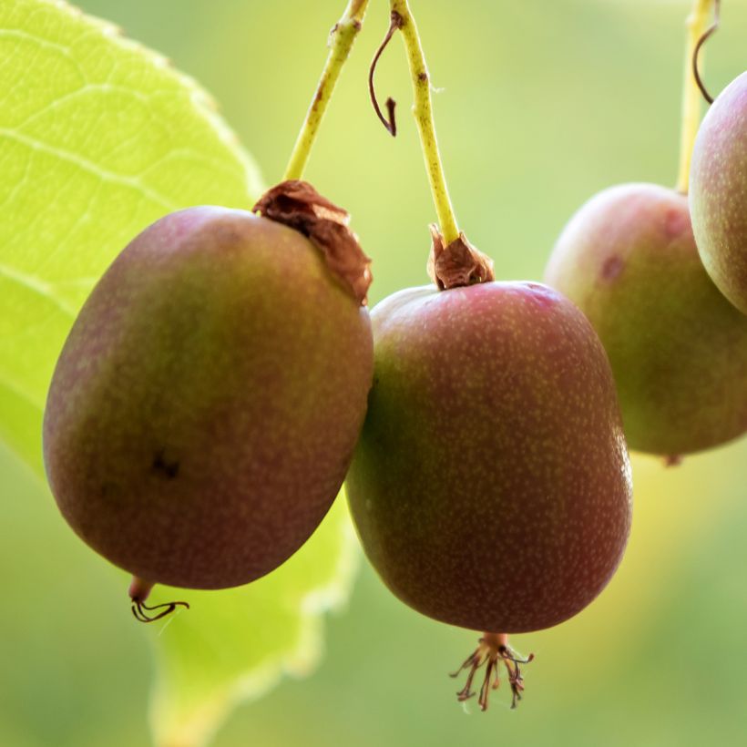 Hardy Kiwi Ananasnaya (female) - Actinidia arguta (Harvest)