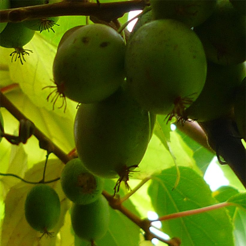 Hardy Kiwi Bayern (female) - Actinidia arguta (Harvest)