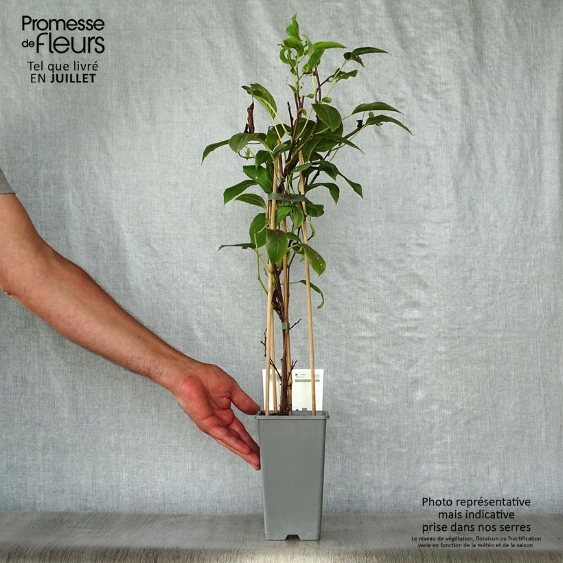 Hardy Kiwi Bayern (female) - Actinidia arguta 2L/3L pot sample as delivered in summer