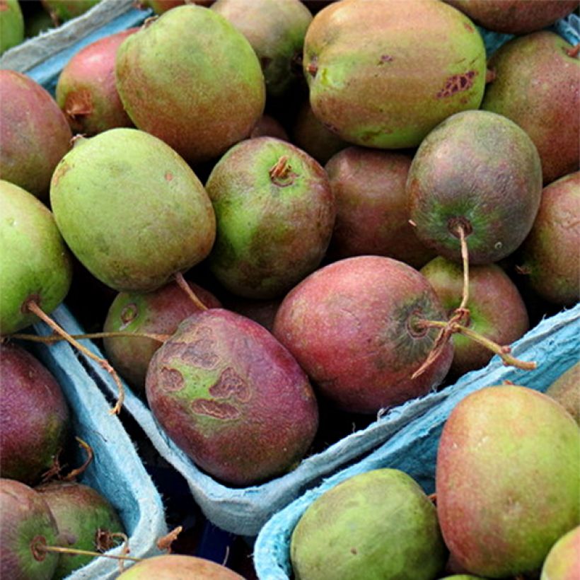 Hardy Kiwi Geneva (female) - Actinidia arguta (Harvest)