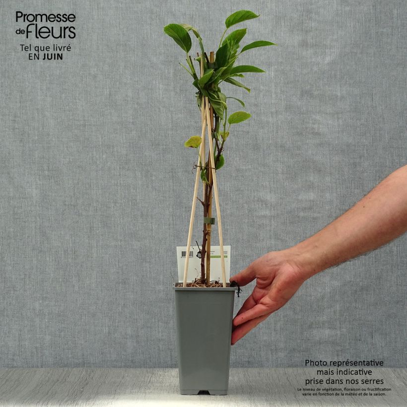 Hardy Kiwi Geneva (female) - Actinidia arguta 1.5L/2L pot sample as delivered in summer