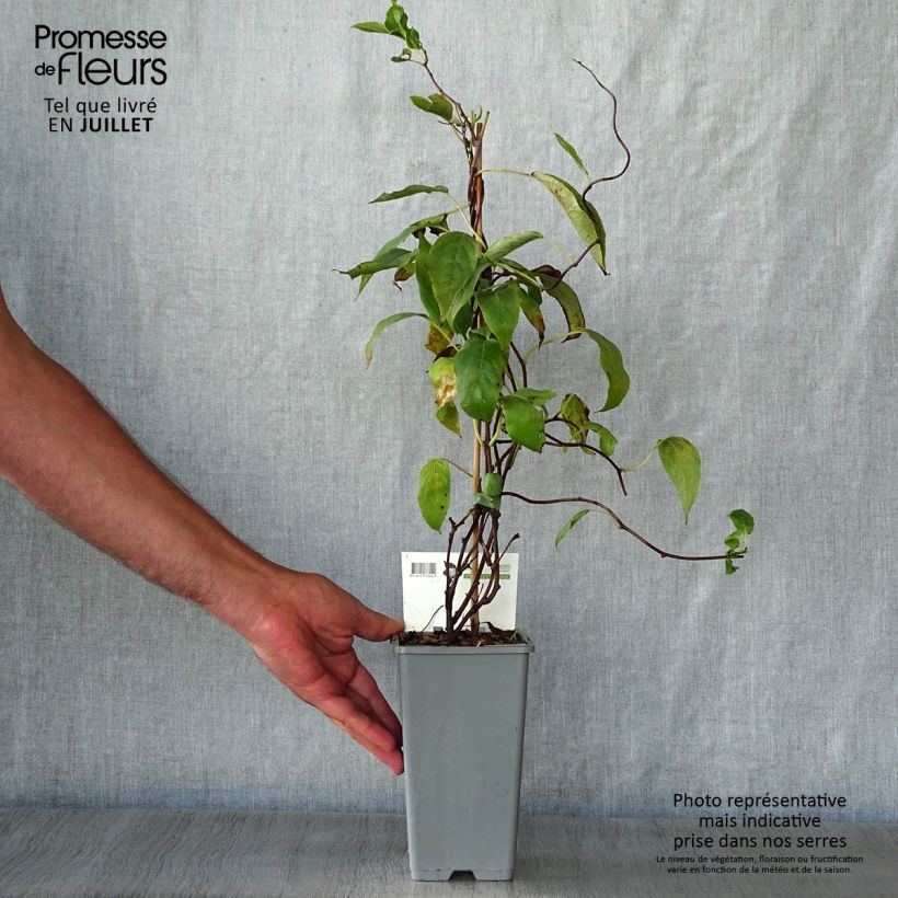 Hardy Kiwi Geneva (self-fertile) - Actinidia arguta 1.5L/2L pot sample as delivered in summer