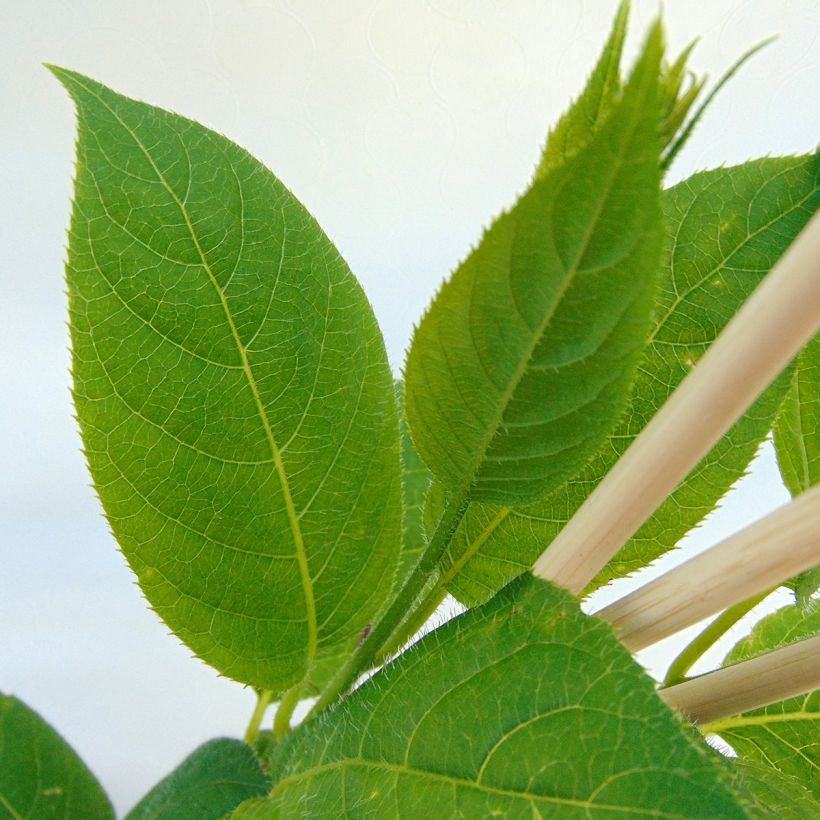 Hardy Kiwi Geneva (self-fertile) - Actinidia arguta (Foliage)