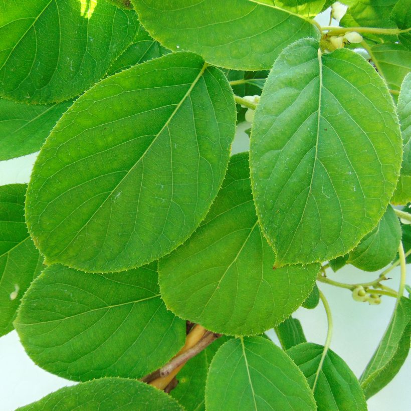 Hardy Kiwi Kokuwa (self-fertile) - Actinidia arguta (Foliage)