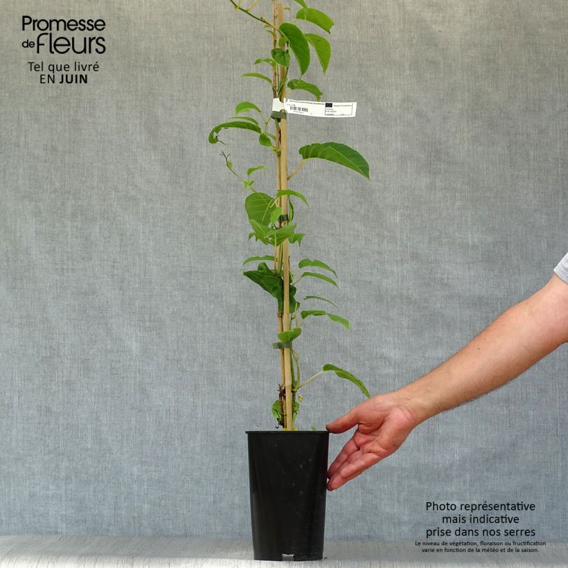 Hardy Kiwi Kokuwa (self-fertile) - Actinidia arguta 2L/3L pot sample as delivered in summer