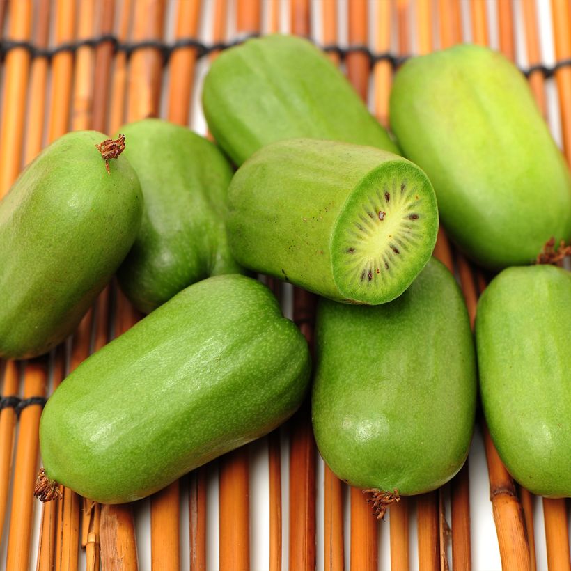 Hardy Super Jumbo (female) - Actinidia arguta (Harvest)