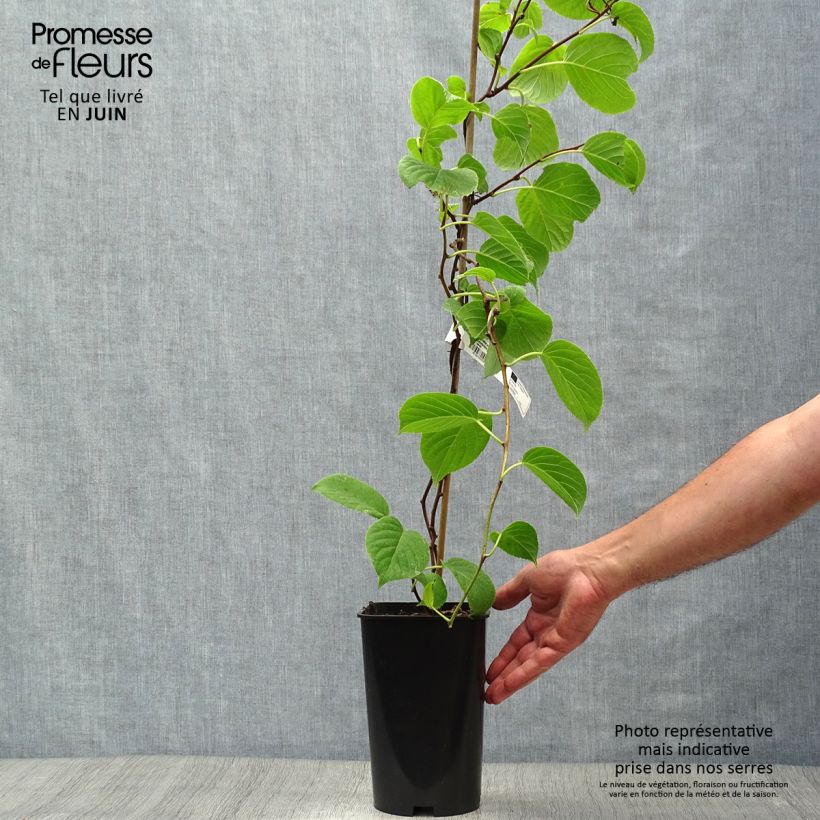 Hardy Kiwi Vitikiwi (self-fertile) - Actinidia arguta 2L/3L pot 60/70cm sample as delivered in summer