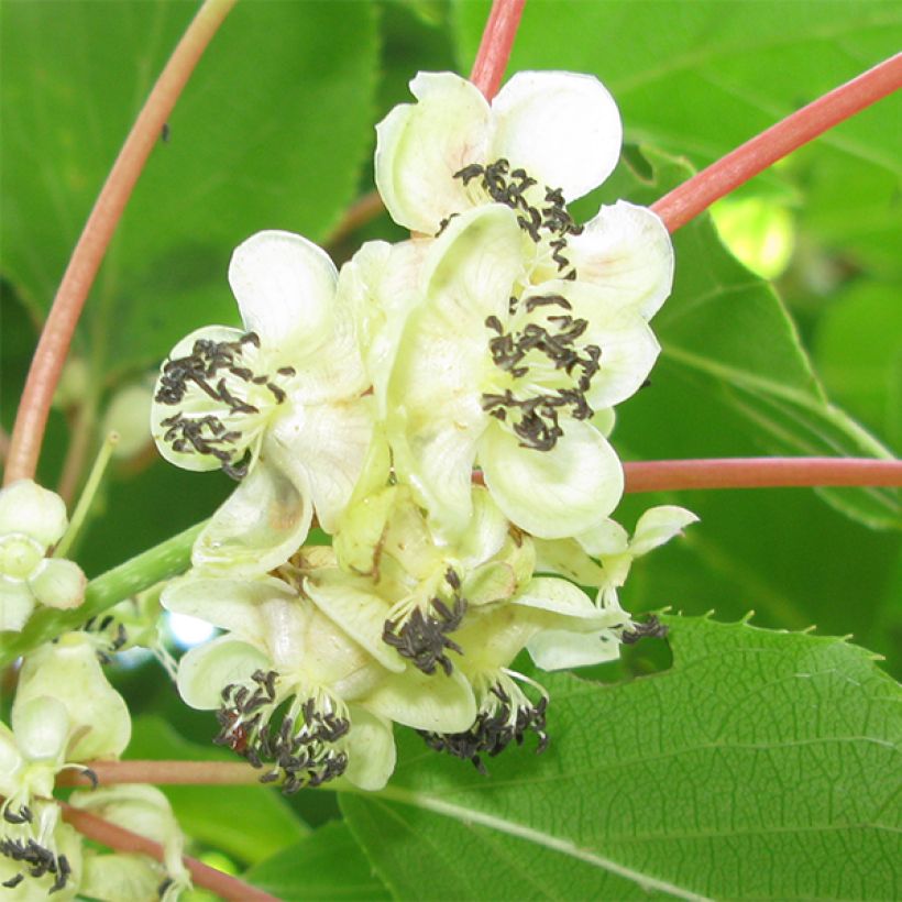 Hardy Kiwi Weikii (male) - Actinidia arguta (Flowering)