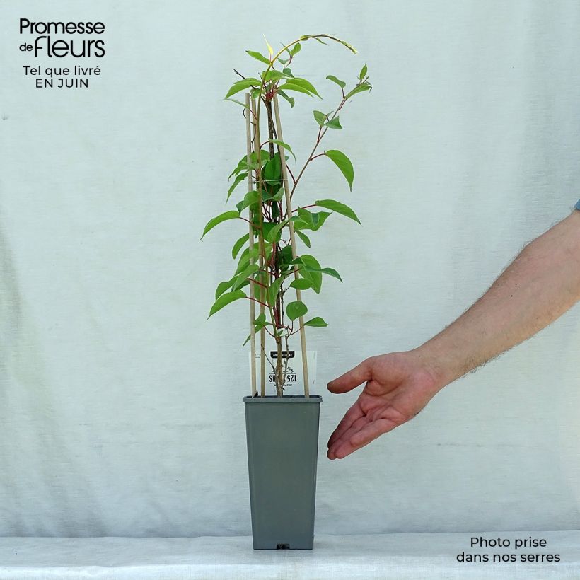 Hardy Kiwi Weikii (male) - Actinidia arguta 1.5L/2L pot sample as delivered in summer