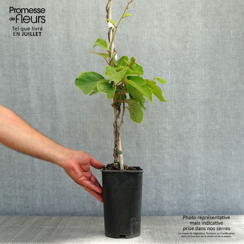 Kiwi Plant Solo (self-fertile) - Actinidia chinensis 3L/4L pot sample as delivered in summer