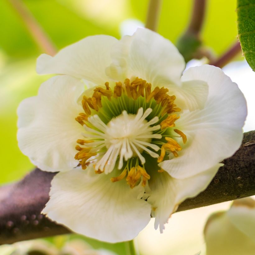 Kiwi Plant Solo (self-fertile) - Actinidia chinensis (Flowering)