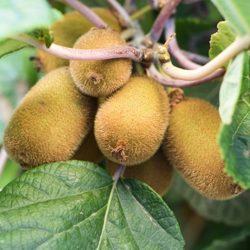 Kiwi Plant Solo (self-fertile) - Actinidia chinensis (Harvest)