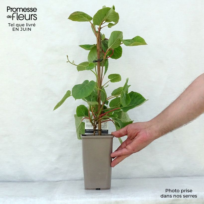 Yellow Kiwi Plant Minkimale (male) - Actinidia chinensis 1.5L/2L pot sample as delivered in summer