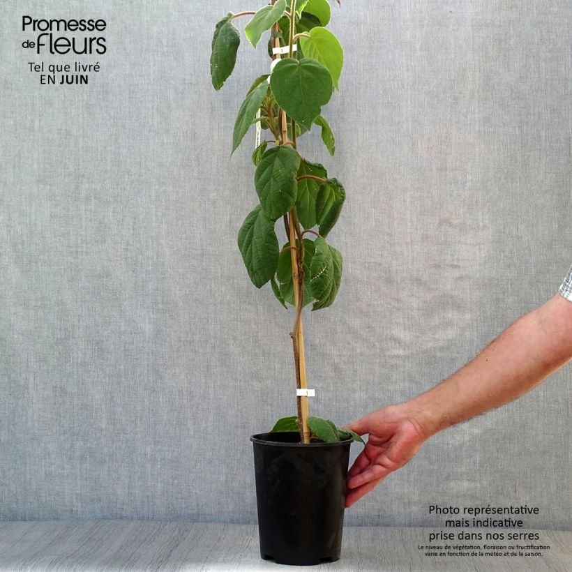 Kiwi Plant Belen (male) - Actinidia deliciosa 2L/3L pot sample as delivered in summer