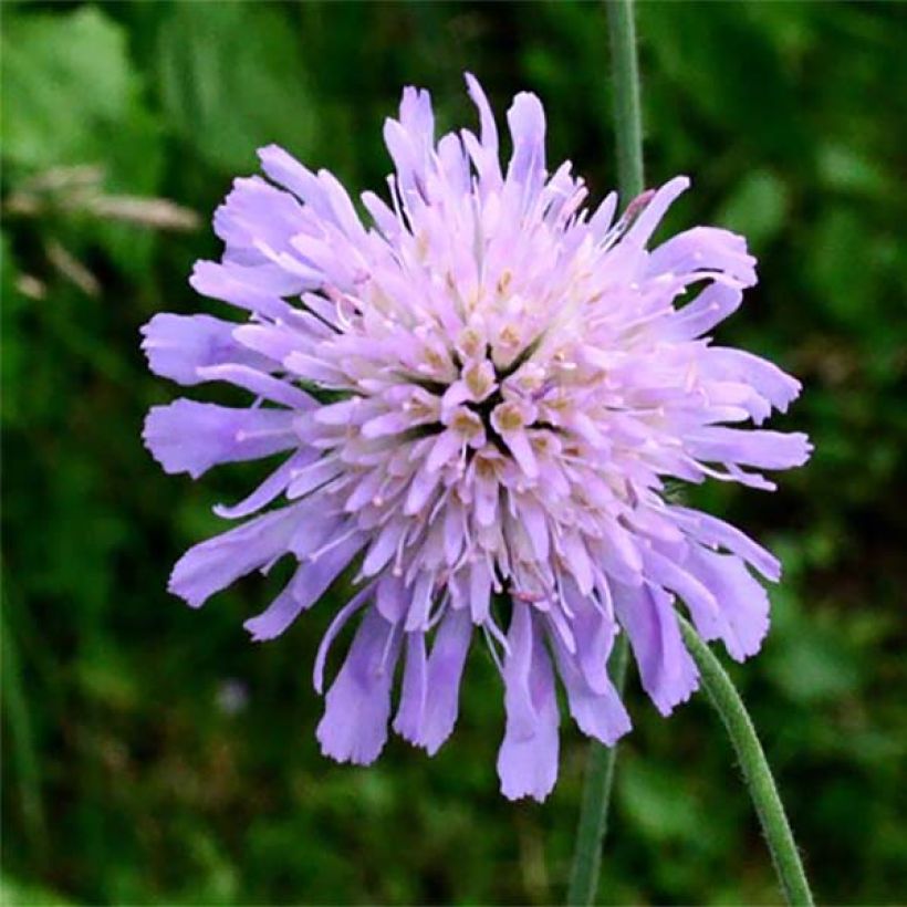 Knautia longifolia (Flowering)