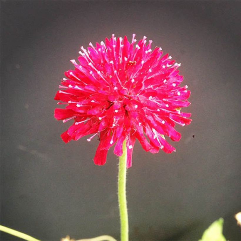 Knautia macedonica Mars Midget (Flowering)