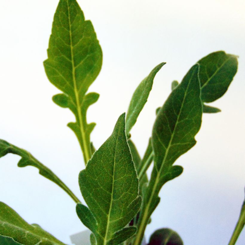 Knautia macedonica Mars Midget (Foliage)