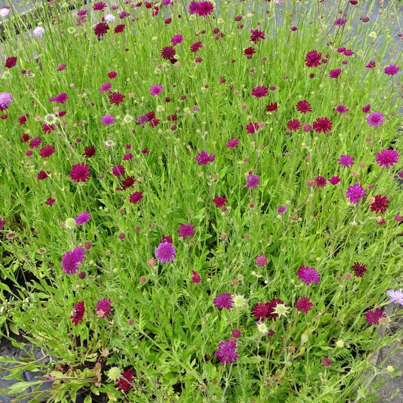 Knautia macedonica Melton Pastels - Macedonian scabious (Plant habit)