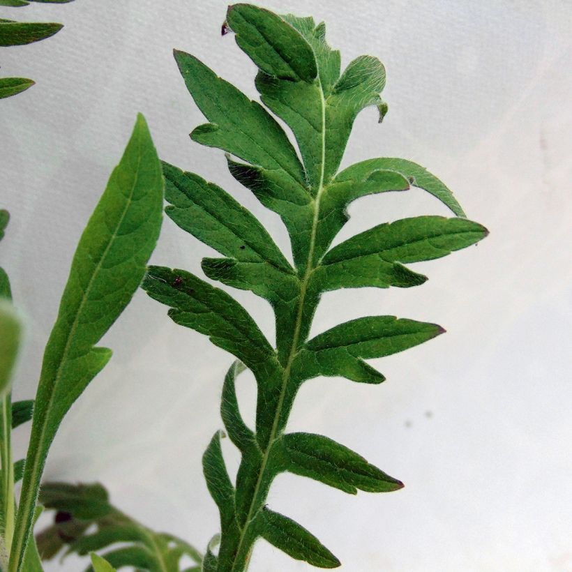 Knautia macedonica (Foliage)