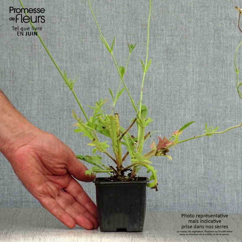 Knautia macedonica 7/8 cm pot sample as delivered in summer
