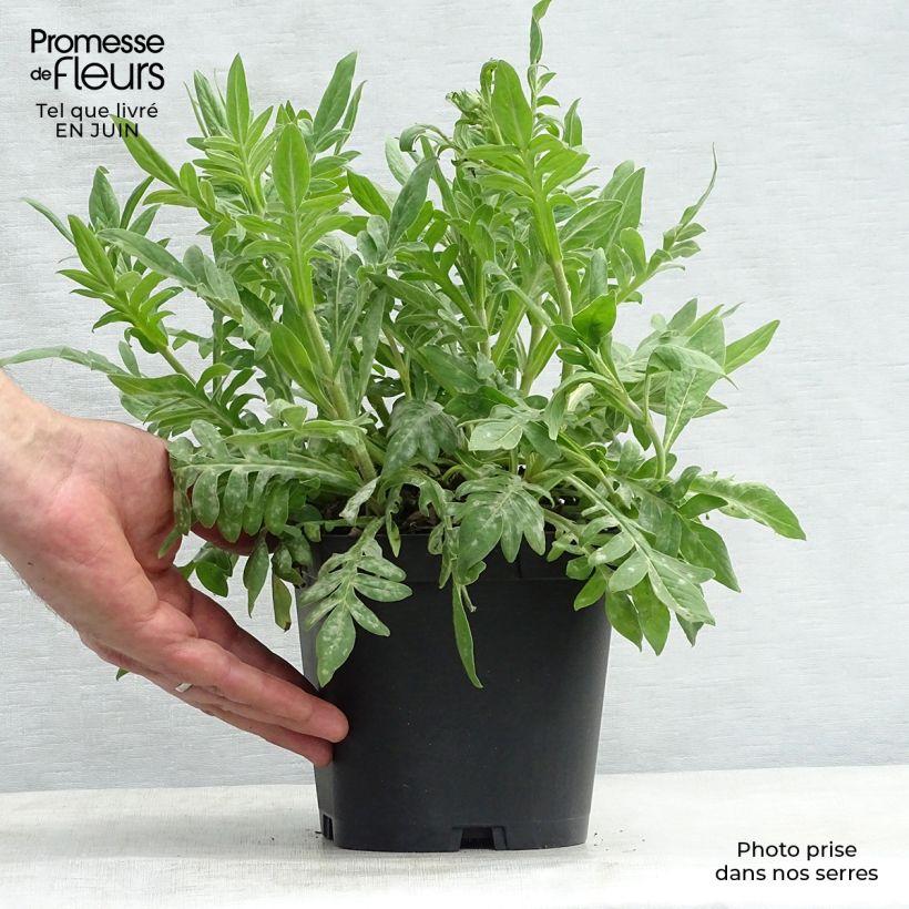 Knautia macedonica 2L/3L pot sample as delivered in summer