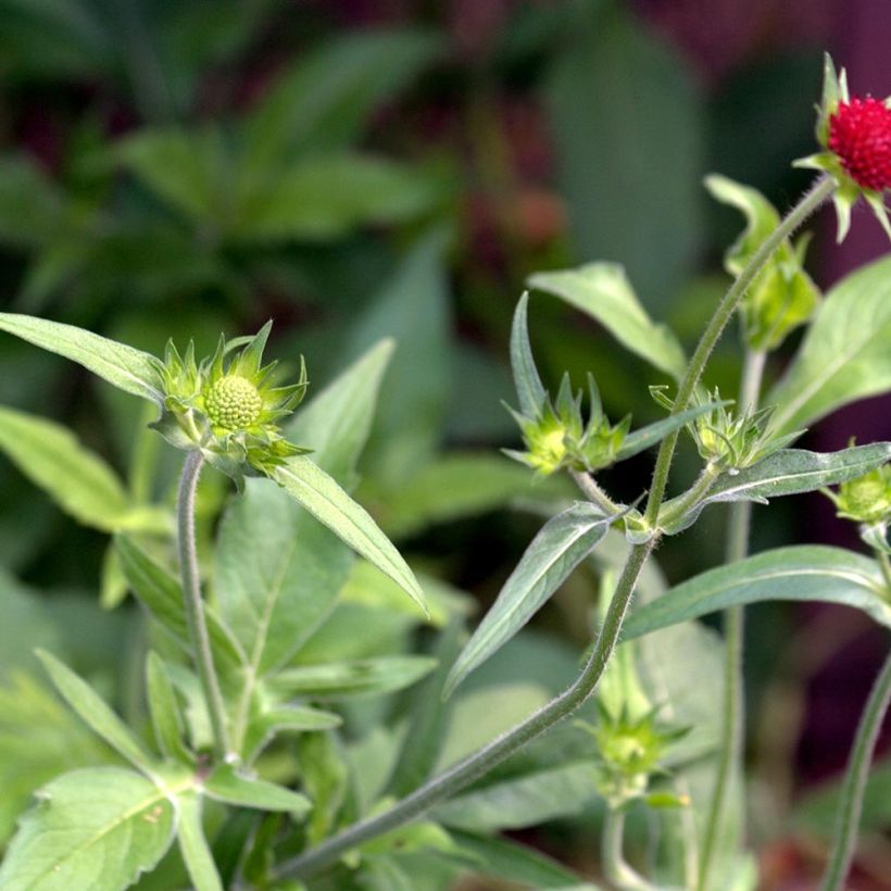 Knautia macedonica Red Knight (Foliage)