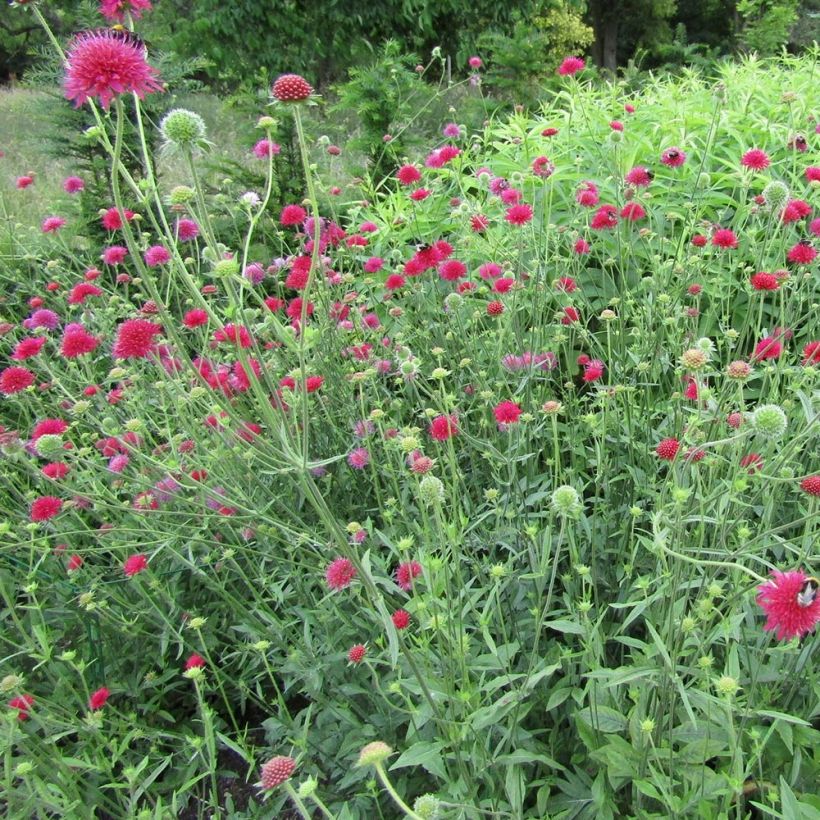 Knautia macedonica Red Knight (Plant habit)