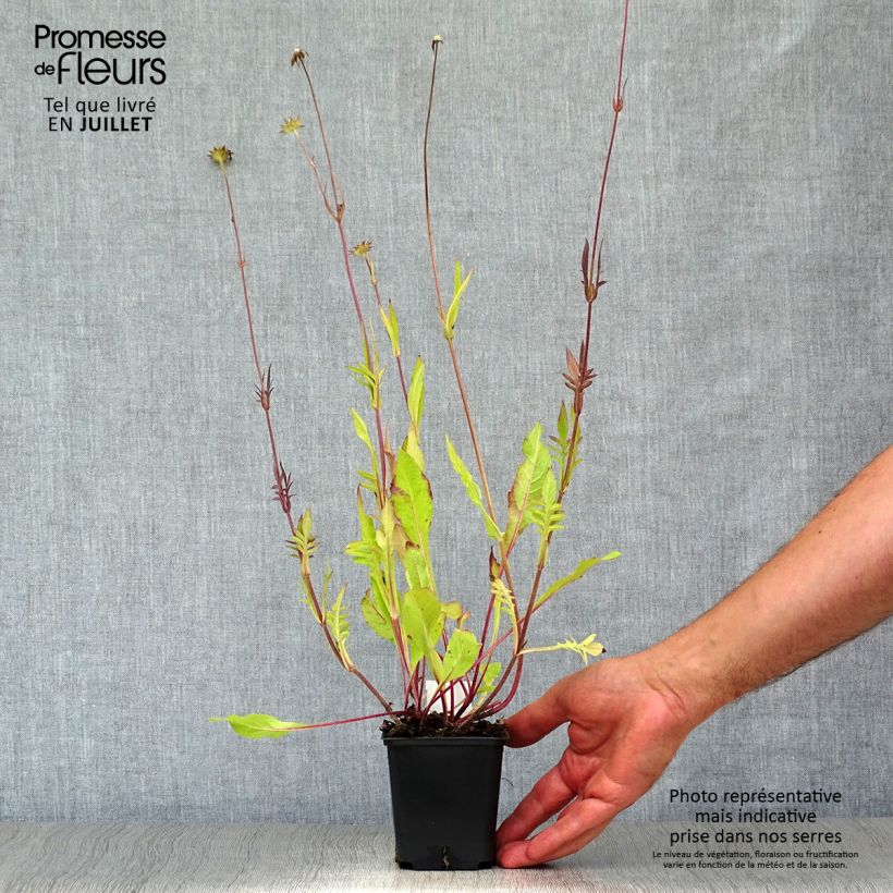 Knautia macedonica Red Knight 8/9 cm pot sample as delivered in summer