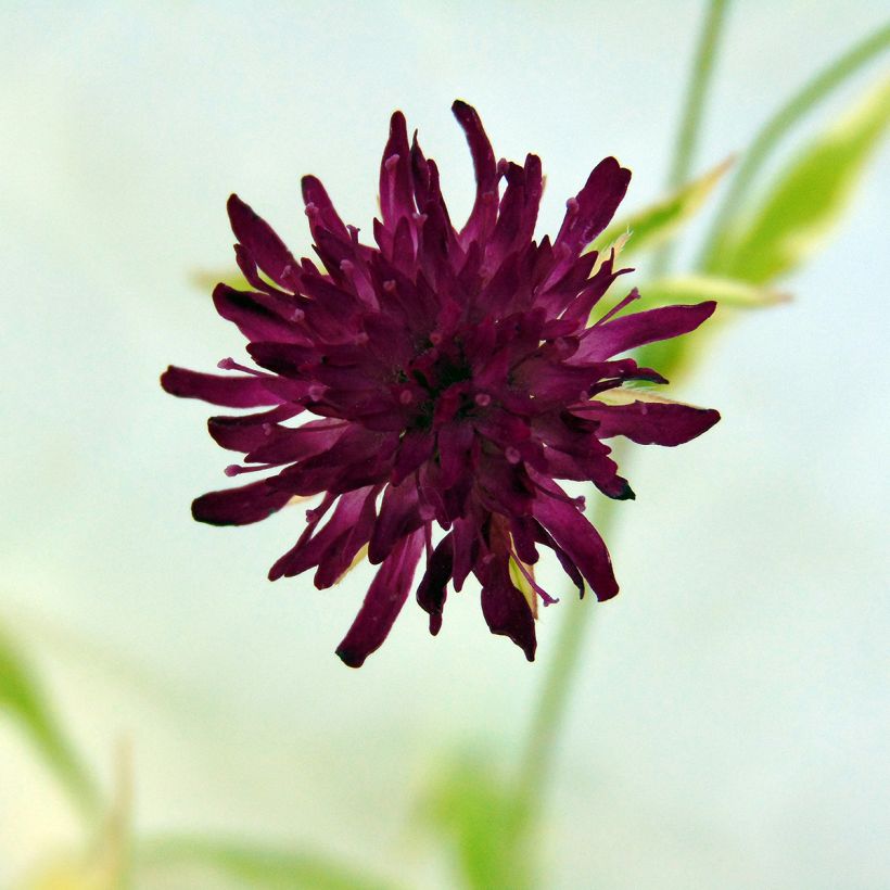 Knautia macedonica Thunder and Lightning (Flowering)