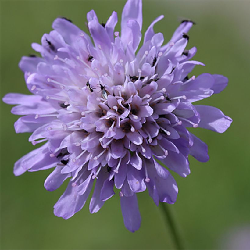Knautia arvensis (Flowering)