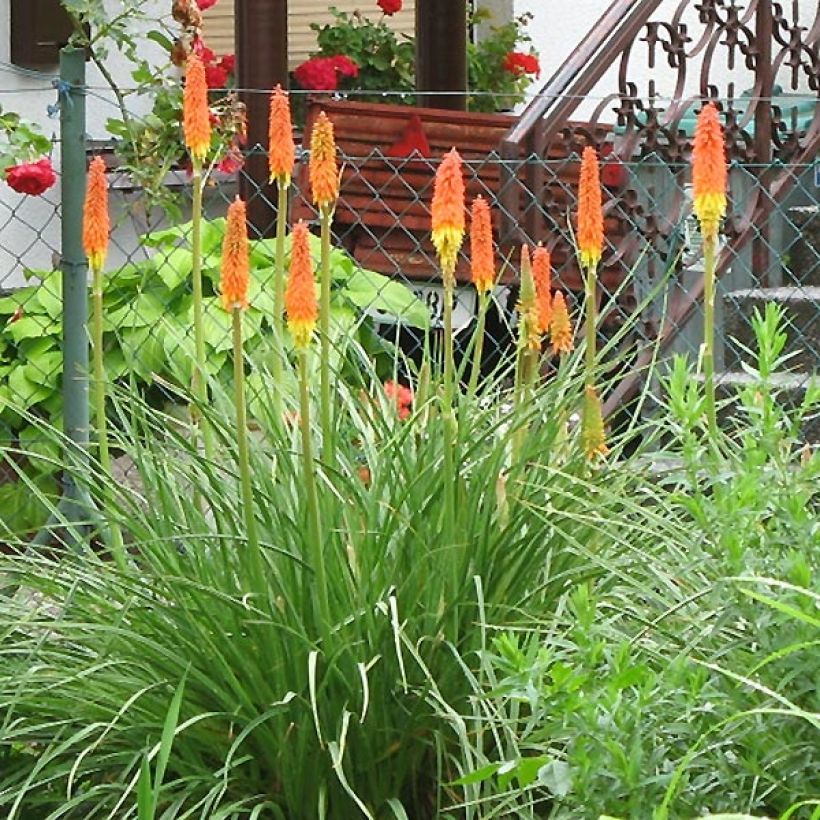 Kniphofia Alcazar - Red Hot Poker (Plant habit)