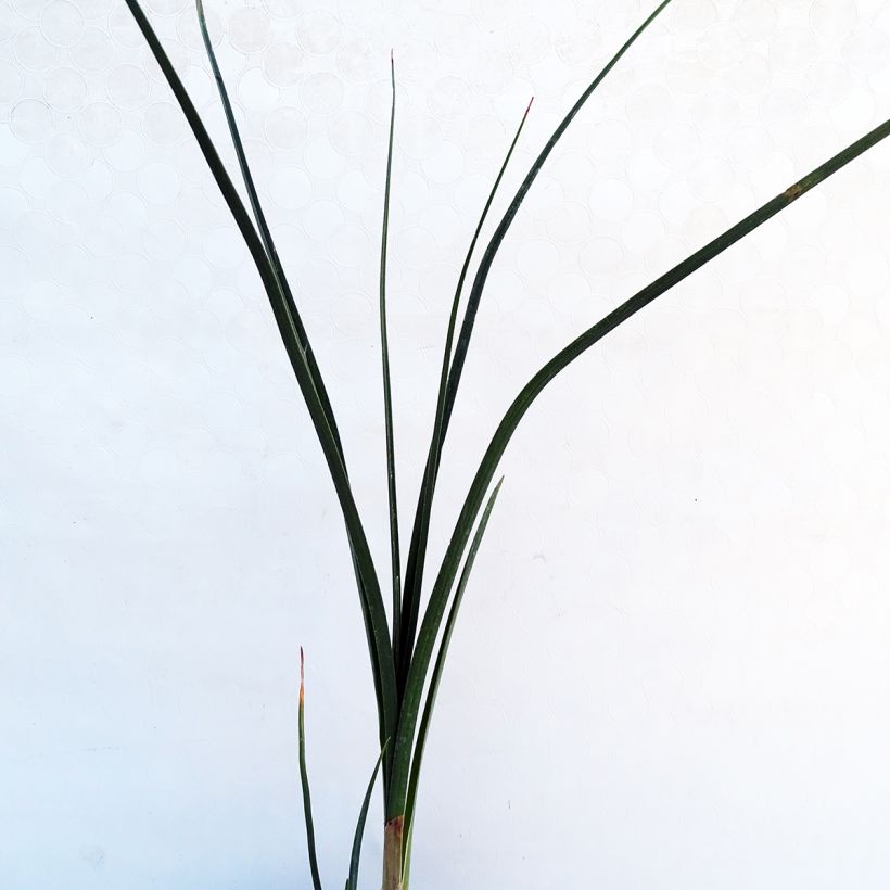 Kniphofia Dorset Sentry - Red Hot Poker (Foliage)