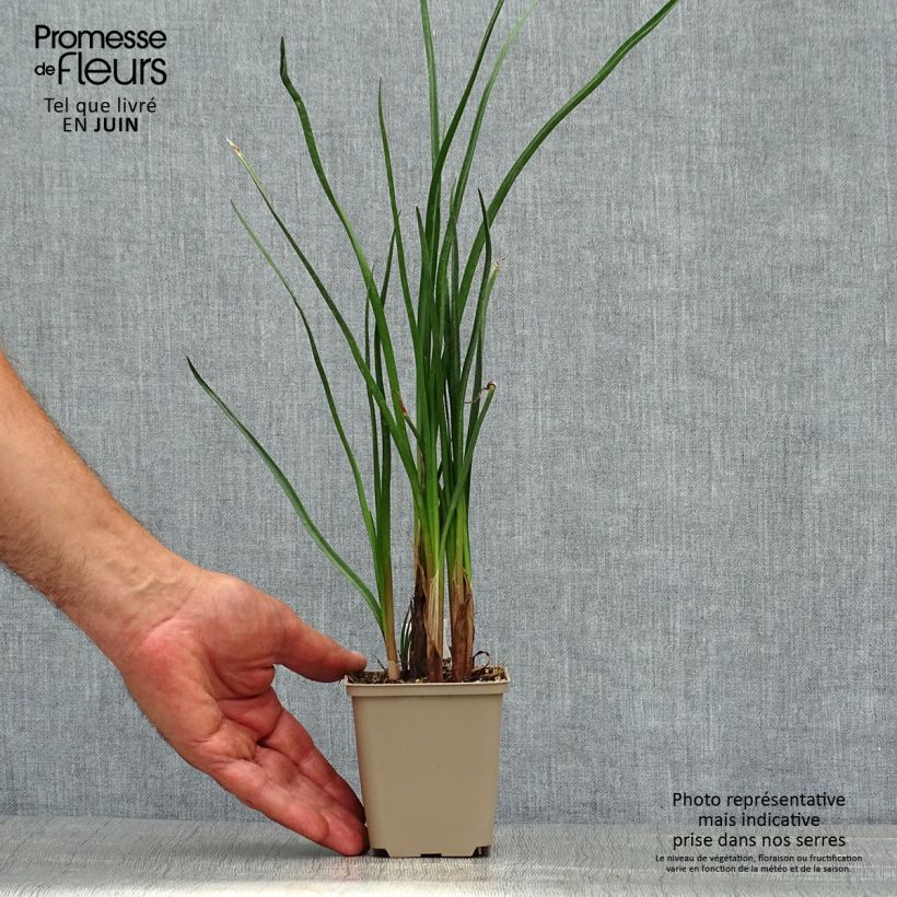 Kniphofia Dorset Sentry - Red Hot Poker 8/9 cm pot sample as delivered in summer