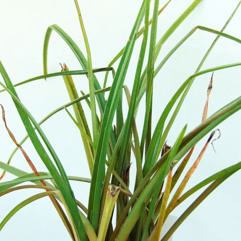 Kniphofia Elvira - Red Hot Poker (Foliage)