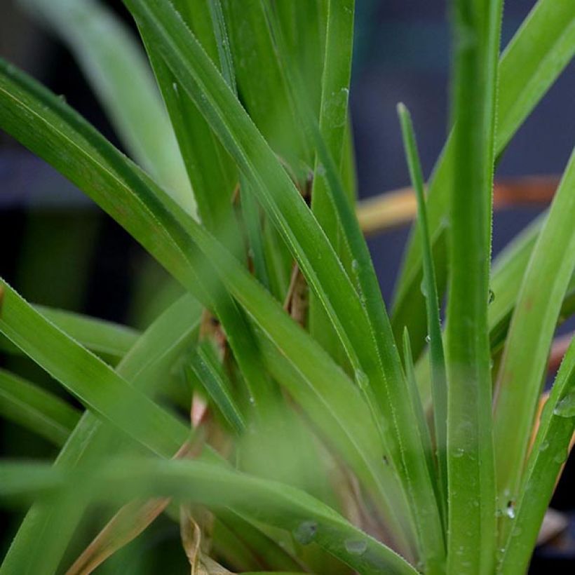 Kniphofia Green Jade - Red Hot Poker (Foliage)