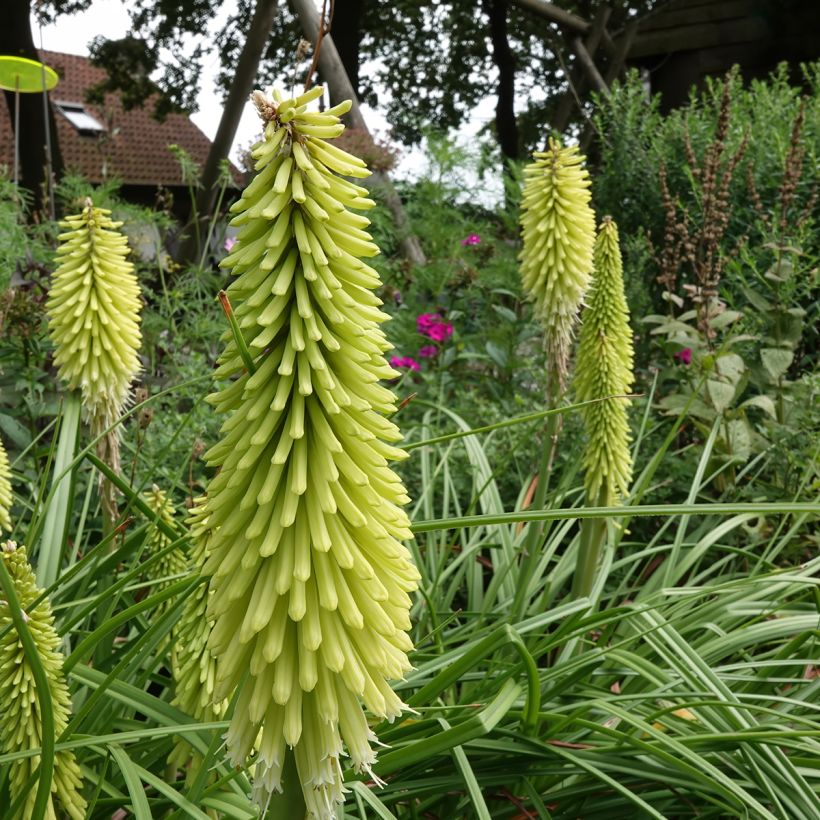 Kniphofia Green Jade - Red Hot Poker (Plant habit)