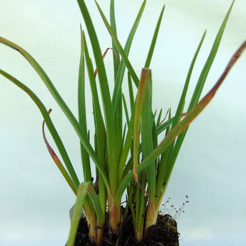 Kniphofia Ice Queen - Red Hot Poker (Foliage)