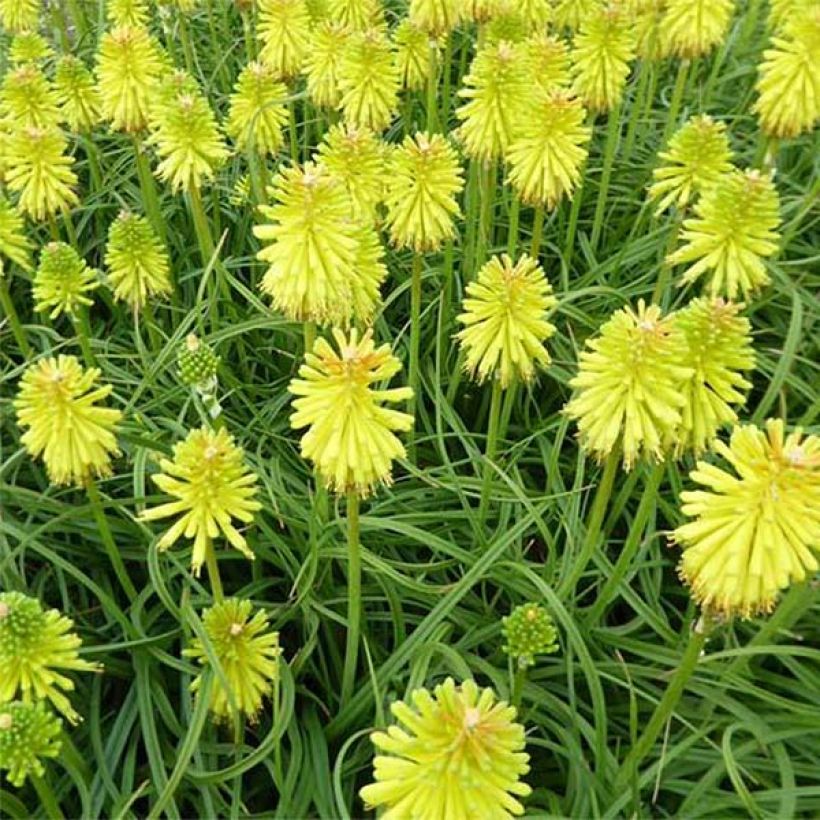 Kniphofia pauciflora Limelight - Red Hot Poker (Flowering)