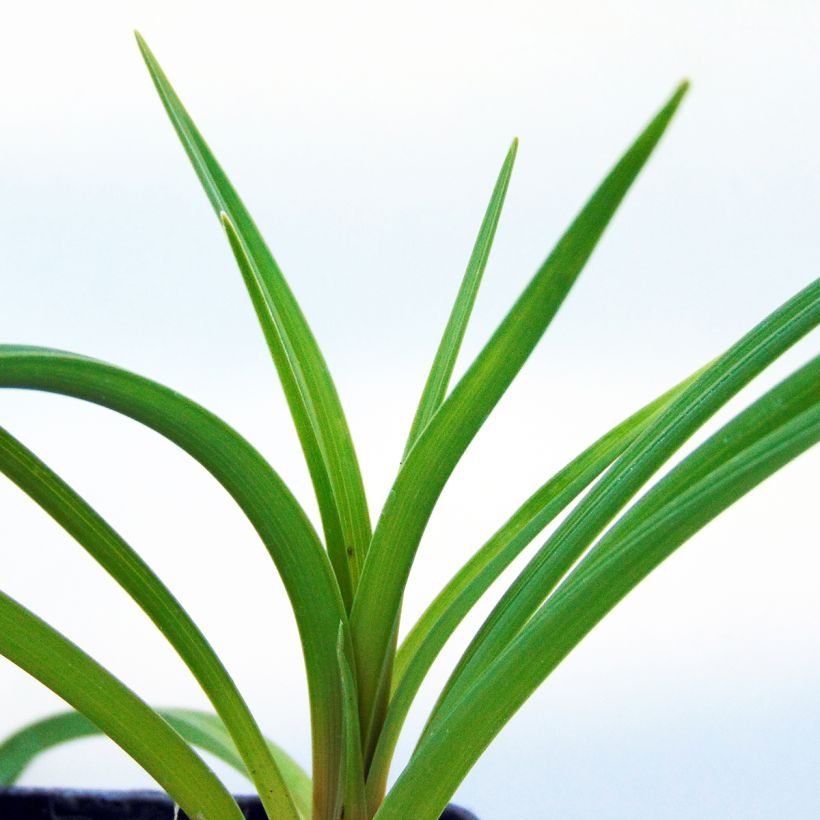 Kniphofia pauciflora Limelight - Red Hot Poker (Foliage)