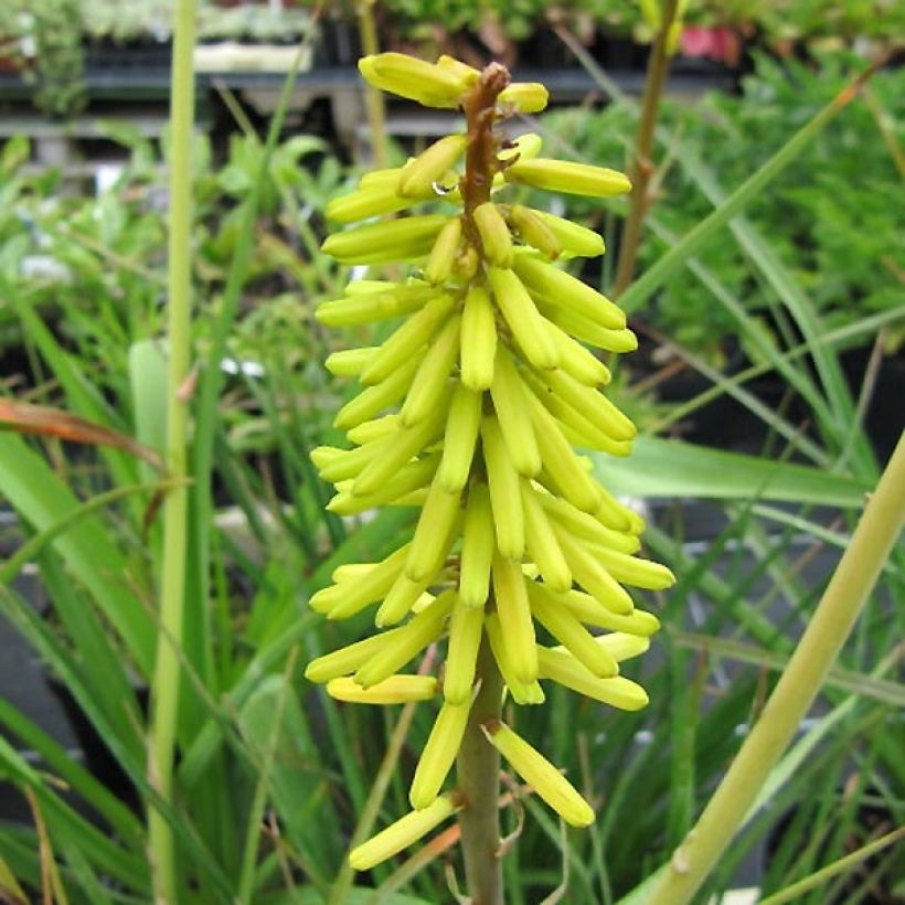 Kniphofia Little Maid - Red Hot Poker (Flowering)