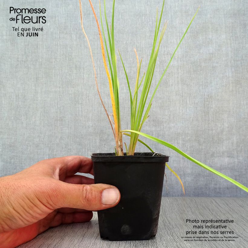 Kniphofia Little Maid - Red Hot Poker 8/9 cm pot sample as delivered in summer