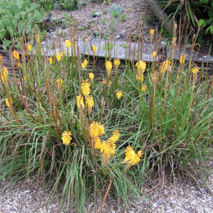 Kniphofia Minister Verschuur - Red Hot Poker (Flowering)