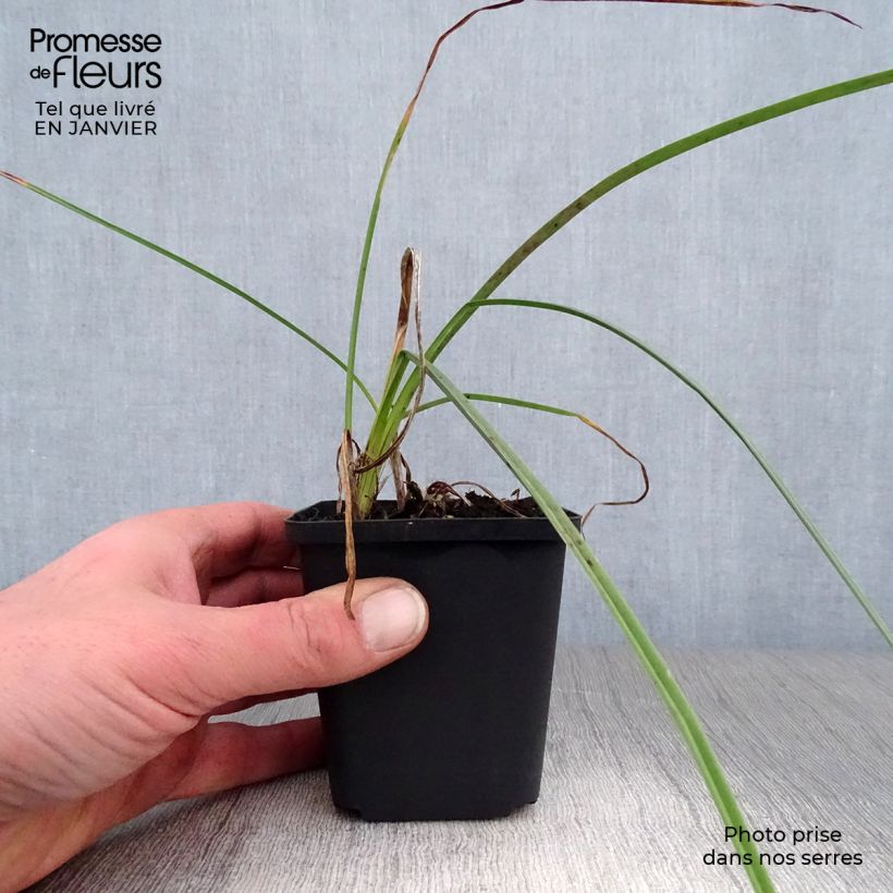 Kniphofia Minister Verschuur - Red Hot Poker 8/9 cm pot sample as delivered in winter