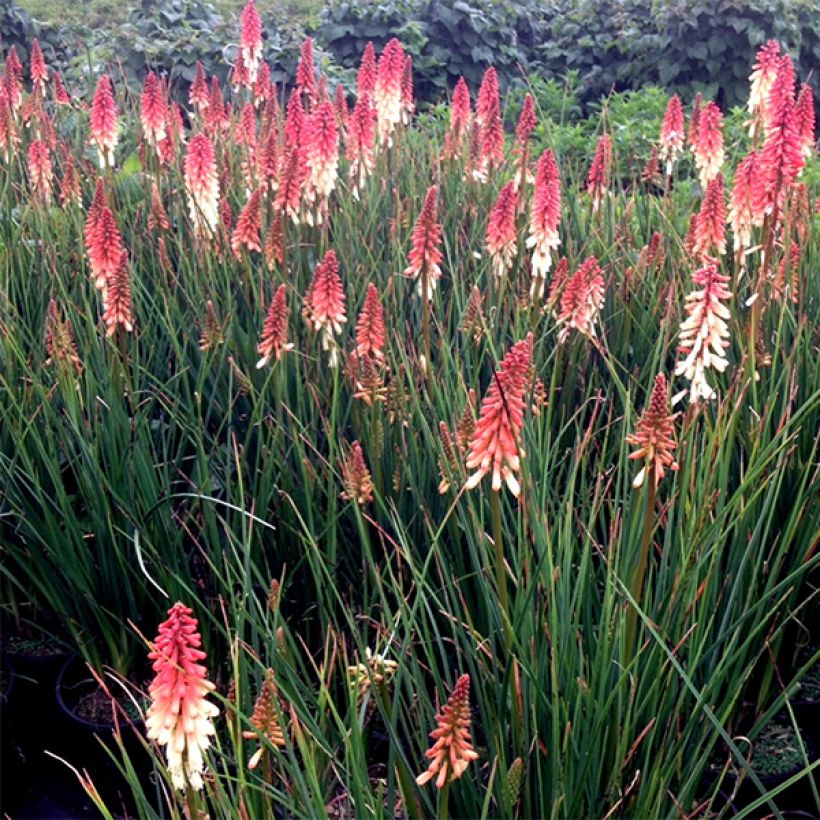 Kniphofia uvaria Orange Vanilla Popsicle - Red Hot Poker (Flowering)