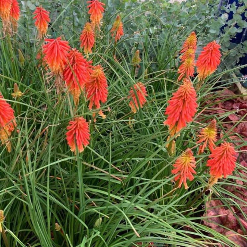 Kniphofia uvaria Papaya Popsicle - Red Hot Poker (Plant habit)