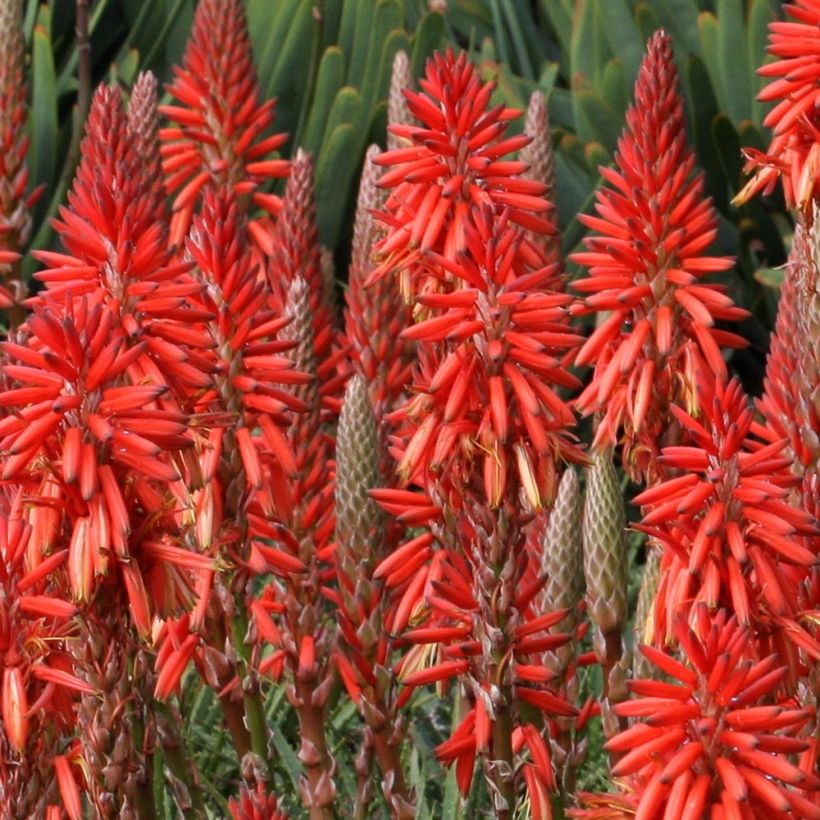 Kniphofia Red Rocket - Red Hot Poker (Flowering)